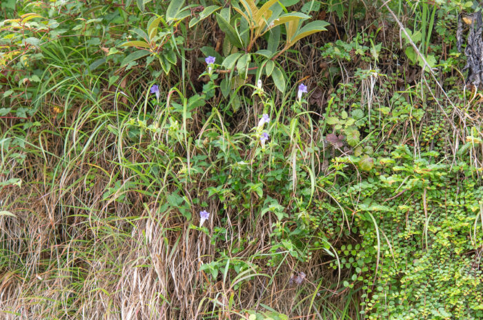 Arunachal plant (Strobilanthes)