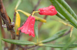 Rhododendron cinnabarinum cinnabarinum