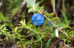 Himalayan Snowberry (Gaultheria trichophylla)