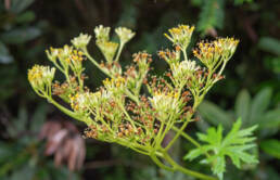 Ligularia mortonii