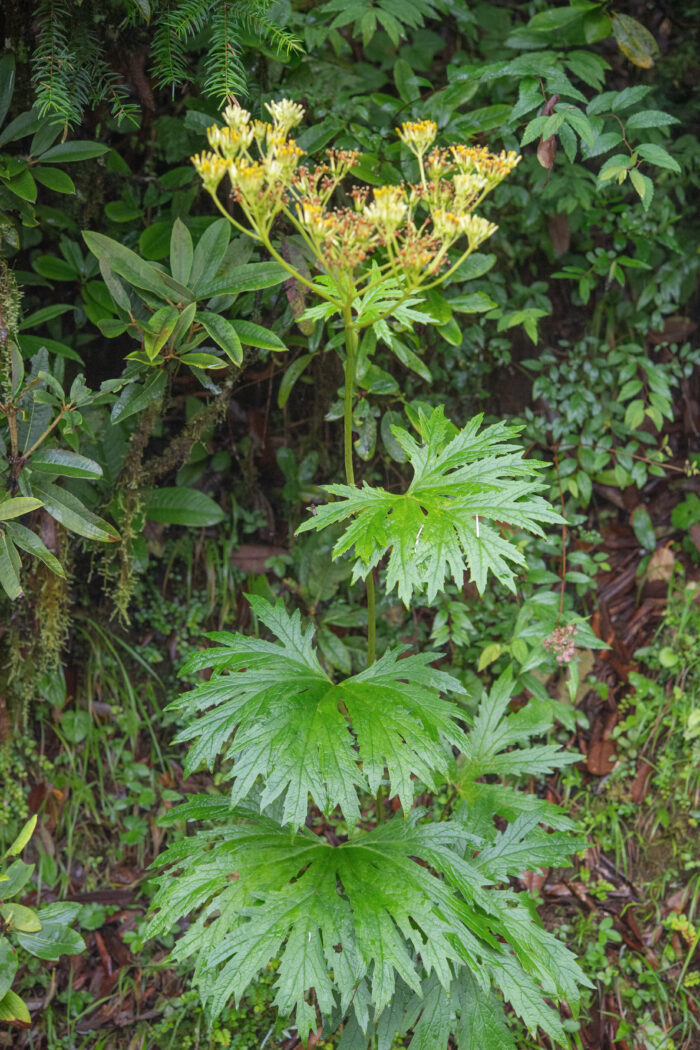 Ligularia mortonii