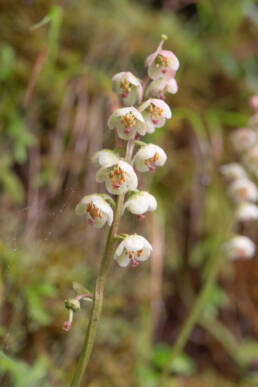 Bog Wintergreen (Pyrola asarifolia)