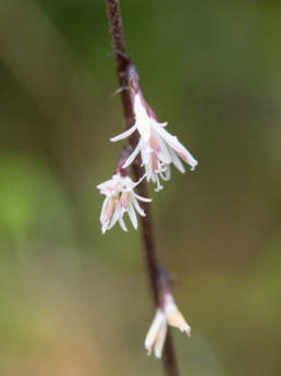 Ainsliaea latifolia