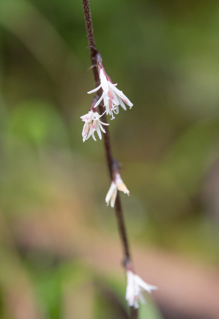 Ainsliaea latifolia