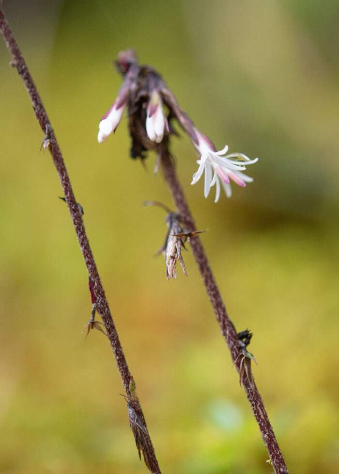 Ainsliaea latifolia