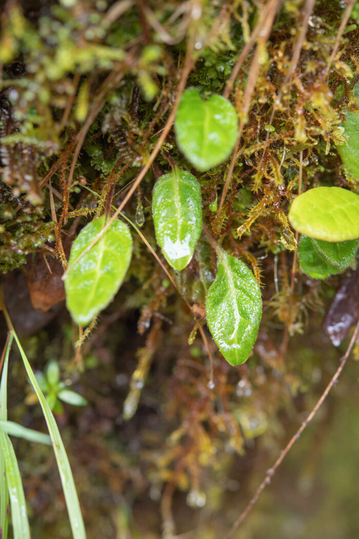 Ainsliaea latifolia