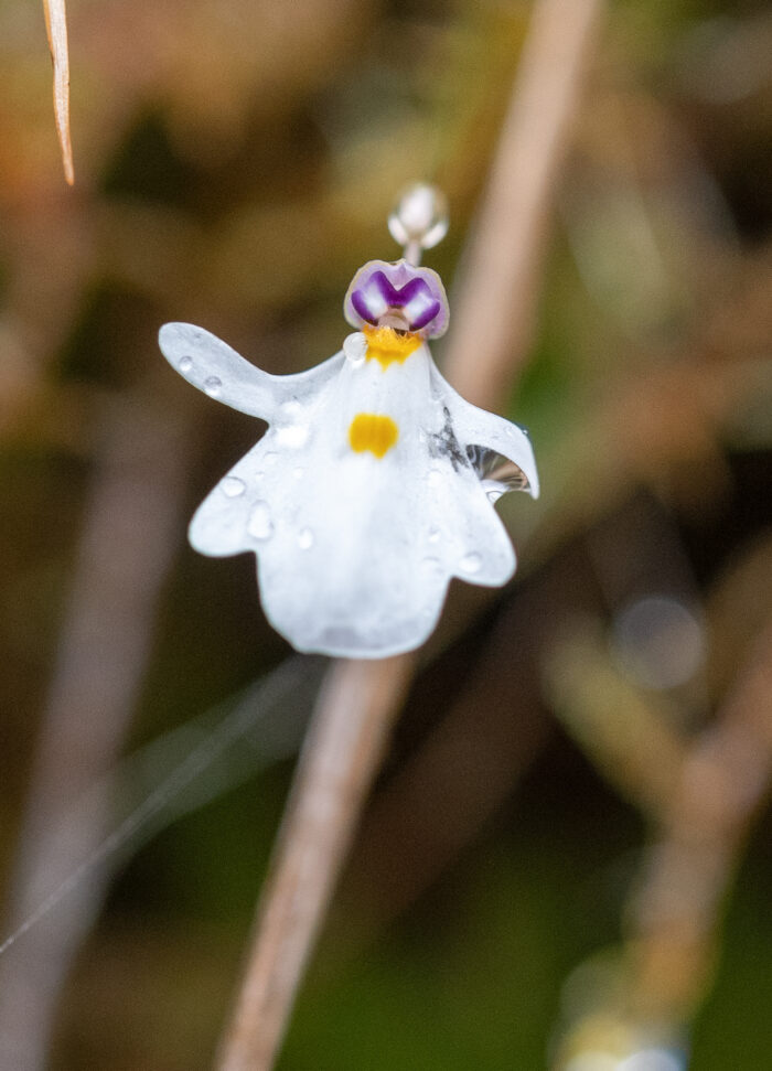 Utricularia brachiata