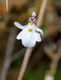 Utricularia brachiata