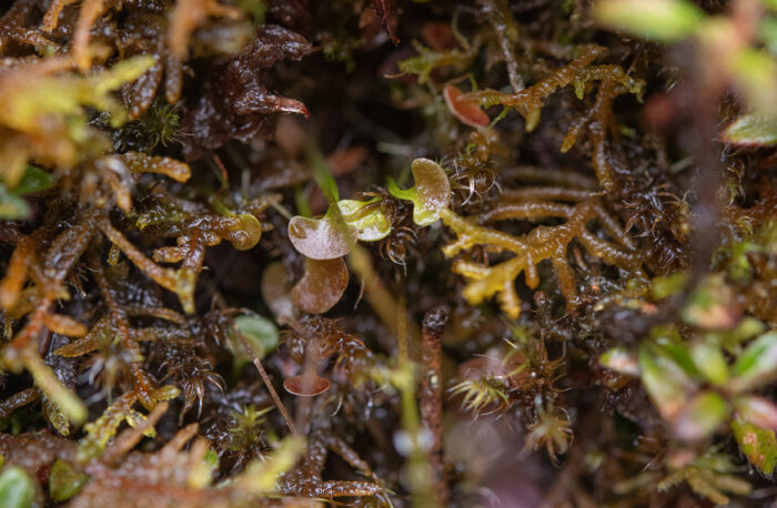 Utricularia brachiata