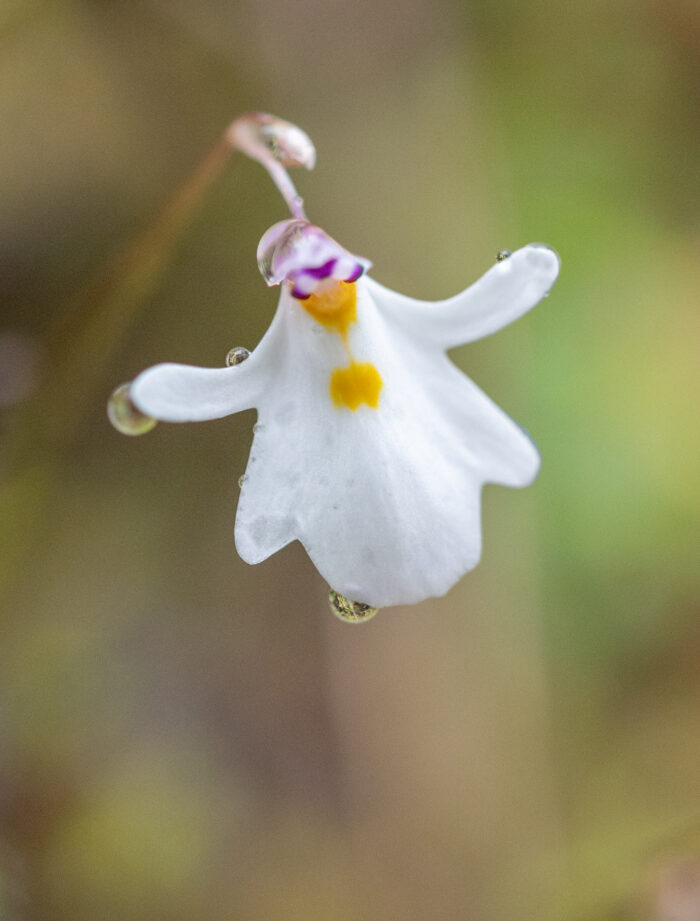 Utricularia brachiata