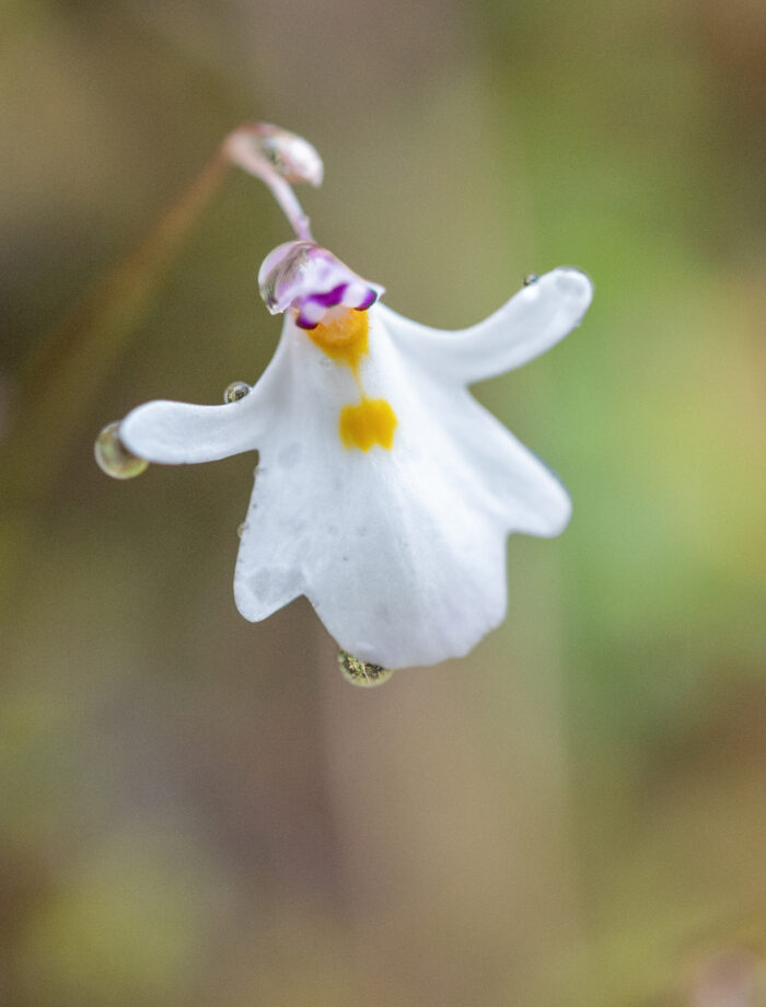 Utricularia brachiata