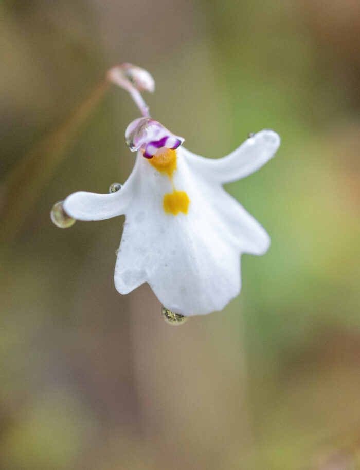 Utricularia brachiata