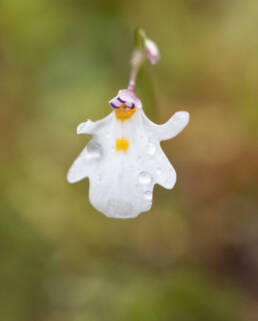 Utricularia brachiata