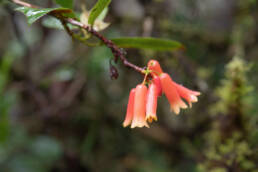 Rhododendron keysii