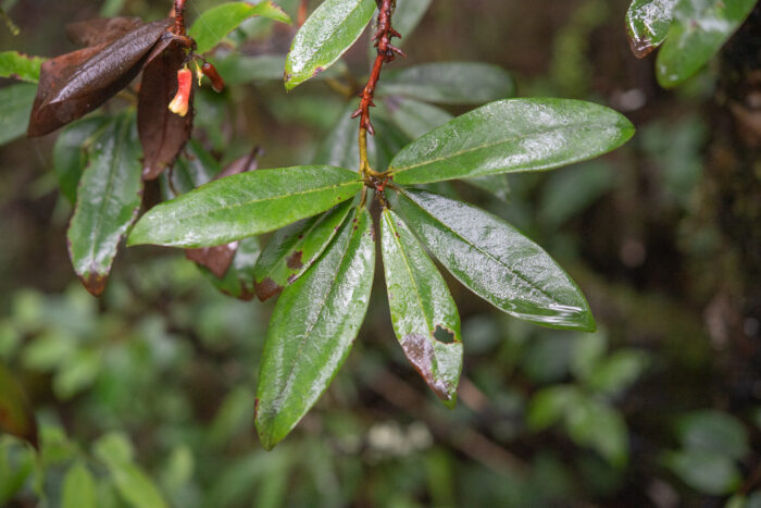 Rhododendron keysii