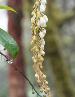 Arunachal plant (Ericacea)