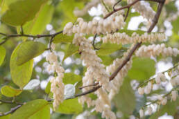 Arunachal plant (Ericacea)