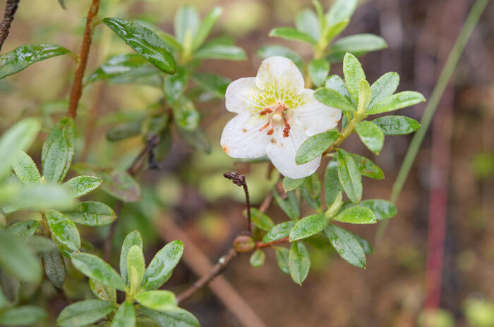 Willow-leaved Rhododendron (Rhododendron lepidotum)