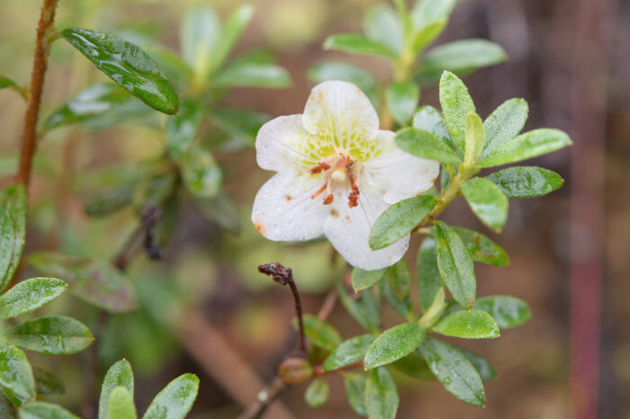 Willow-leaved Rhododendron (Rhododendron lepidotum)