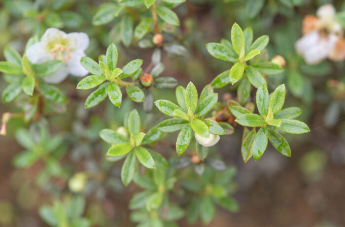 Willow-leaved Rhododendron (Rhododendron lepidotum)