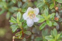 Willow-leaved Rhododendron (Rhododendron lepidotum)