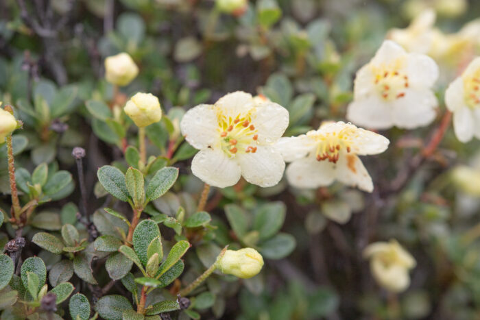 Willow-leaved Rhododendron (Rhododendron lepidotum)