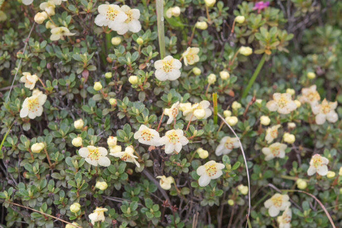 Willow-leaved Rhododendron (Rhododendron lepidotum)