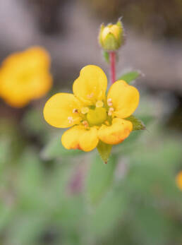 Saxifraga hispidula