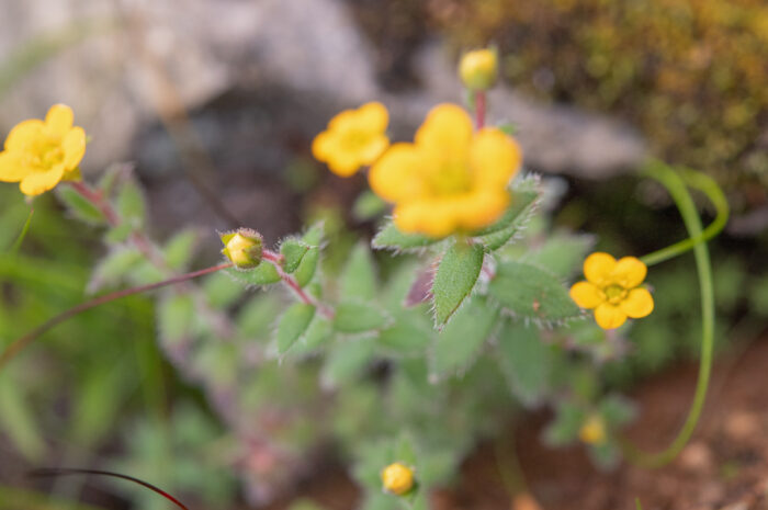 Saxifraga hispidula