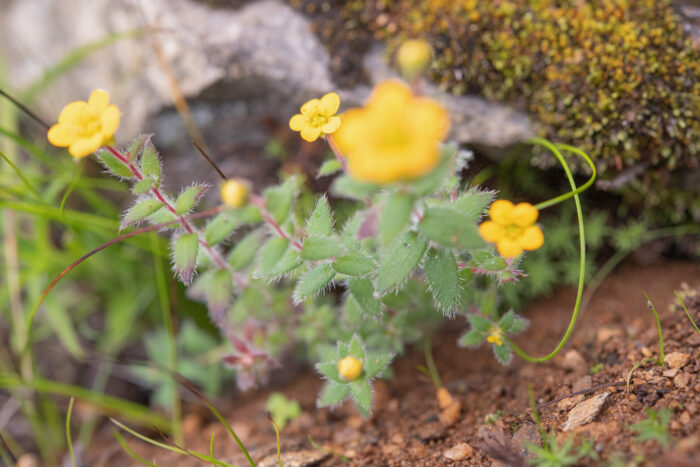 Saxifraga hispidula