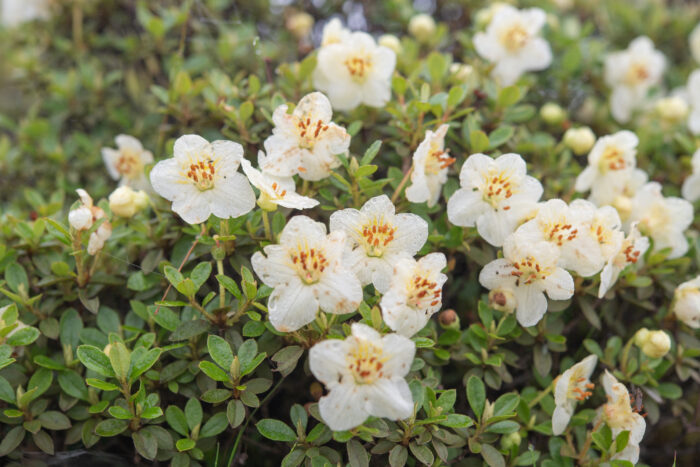 Willow-leaved Rhododendron (Rhododendron lepidotum)