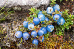 Himalayan Snowberry (Gaultheria trichophylla)