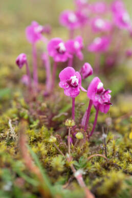 Pedicularis siphonantha