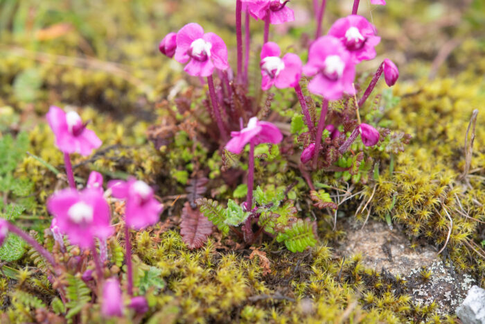 Pedicularis siphonantha