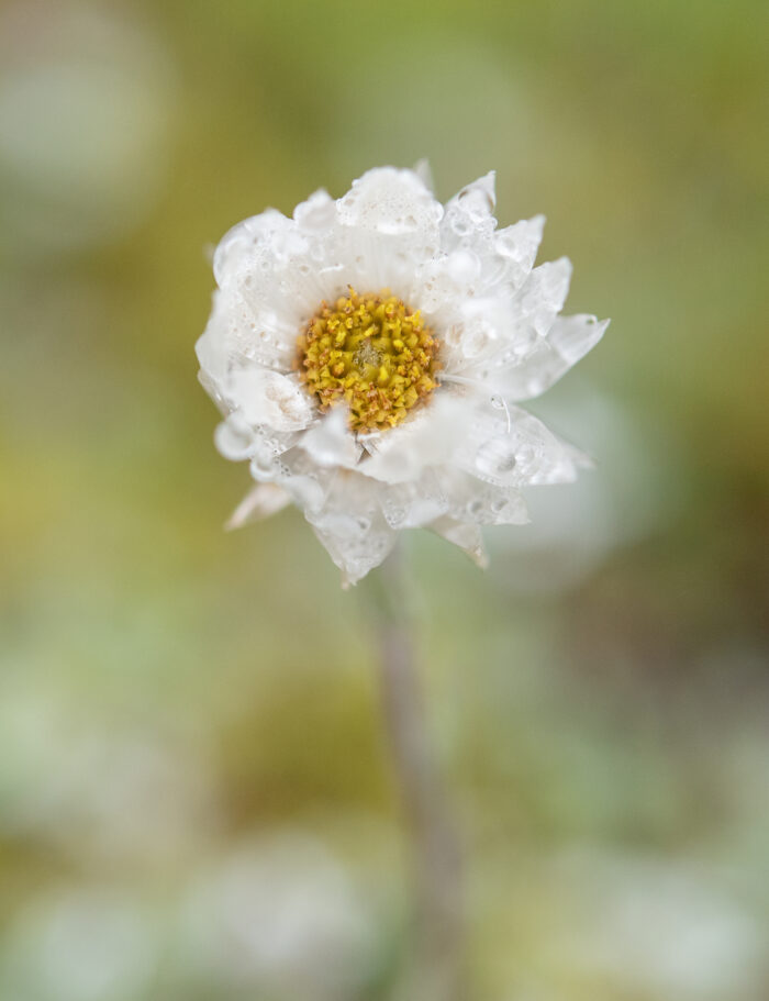 Anaphalis nepalensis