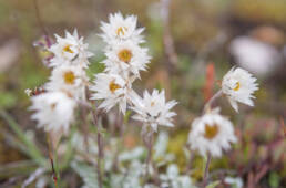 Anaphalis nepalensis