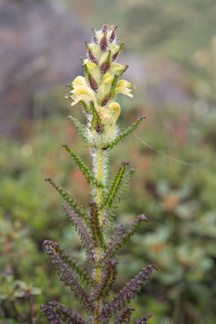 Pedicularis melalimne