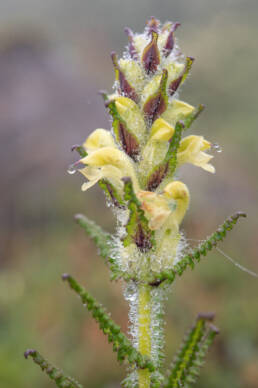 Pedicularis melalimne