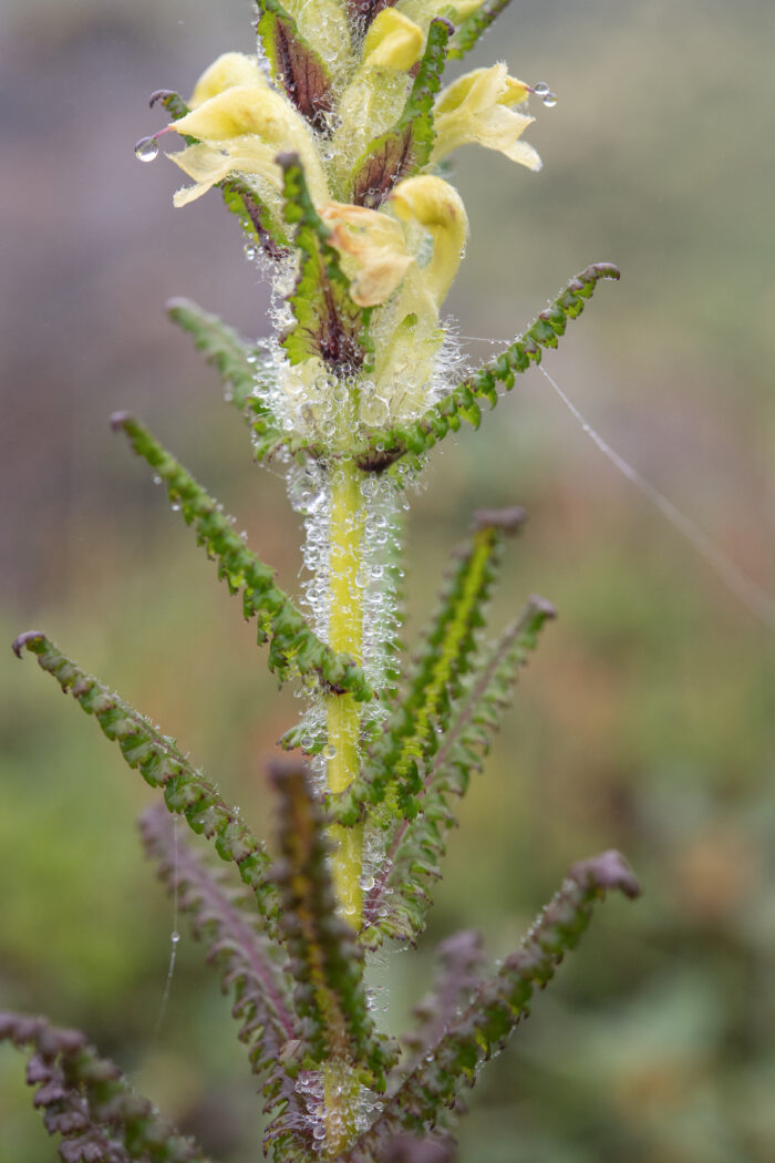 Pedicularis melalimne