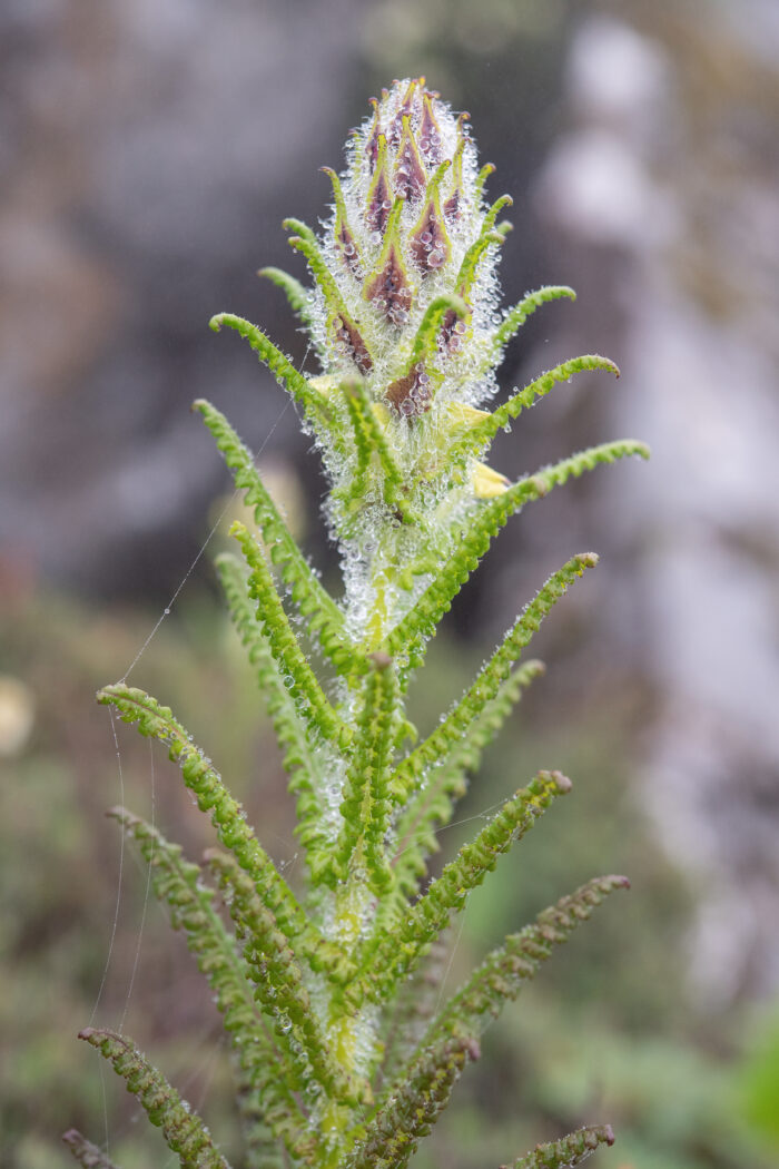 Pedicularis melalimne