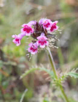 Morina nepalensis