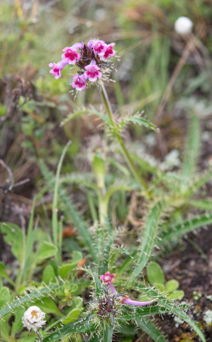 Morina nepalensis