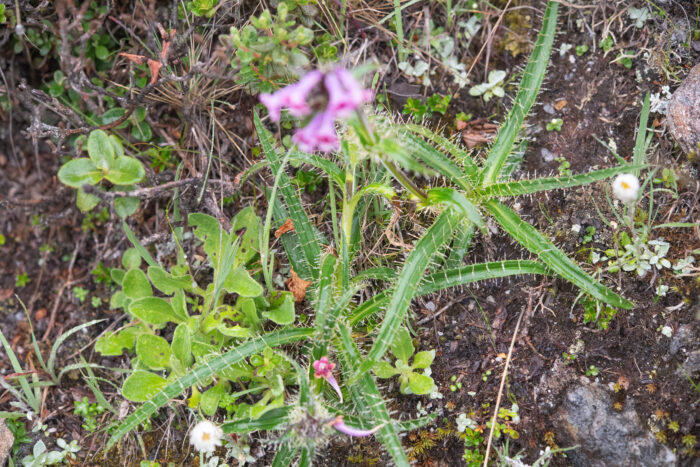 Morina nepalensis