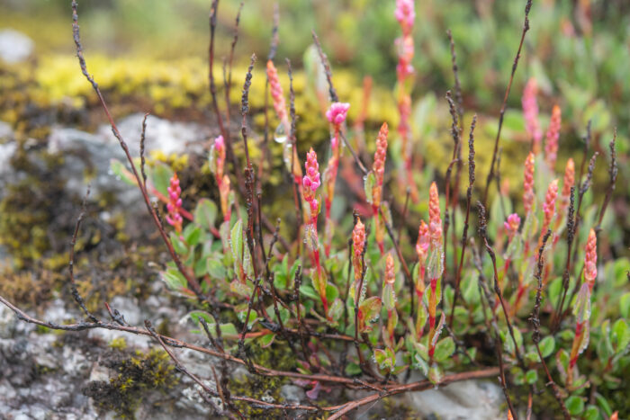 Bistorta vacciniifolia