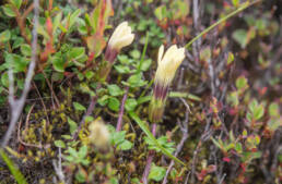 Cyananthus macrocalyx