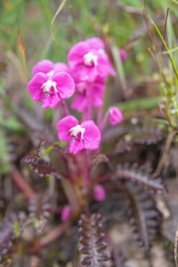 Pedicularis siphonantha