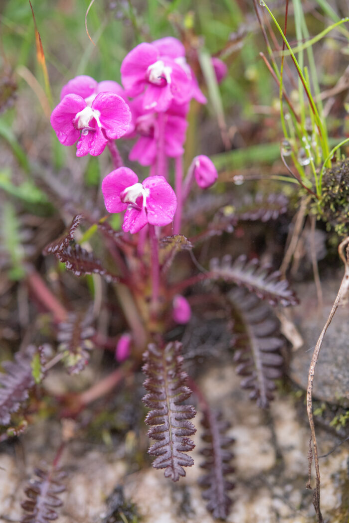 Pedicularis siphonantha