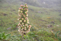 Swertia grandiflora