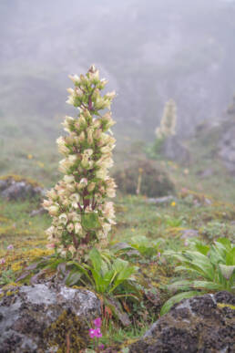 Swertia grandiflora