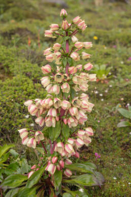 Swertia grandiflora